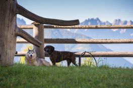 01_Riggeralm-Hunde_DSC_0410.jpg