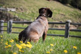 04_Riggeralm-Hunde_ND7_9118-2.jpg